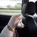 포동이농장 이미지