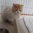 오림4길 노트펫