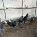 싸리재펜션 이미지