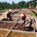 예가체프 이미지