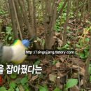 화천가시오갈피농장 이미지