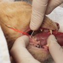 다나은동물병원 이미지