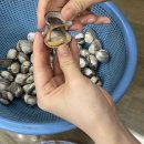 역전꼬막 이미지