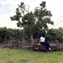 협재통나무집 이미지