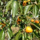 대붕농장 이미지