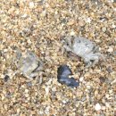 궁평항해오름수산시장 이미지