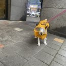 동경규동쌍암점