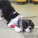 압구정동물의료센터 이미지