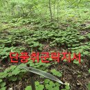 백두대간 동행 천종산삼 심봤다 산행.32 (48일만에 음주) 이미지