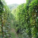 약초이야기 이미지