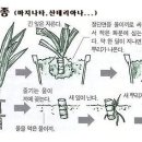 드라세나번식.bmp 이미지