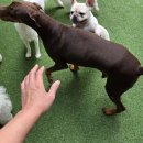 개꿀잼 애견카페 이미지