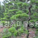 솔향기마을 이미지