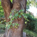 낙동 운평리 이미지