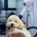 그녀의펫살롱 이미지