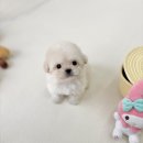 화성애견샵 강아지분양 즐거운 반려생활 함께해요 이미지