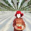 화성농장 | 화성 딸기체험 농장 후기 ㅣ 딸기 수확 5월까지 가능