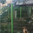 동네강아지 이미지