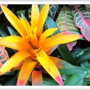 아나나스 이미지