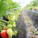 행복한 딸기농장 이미지