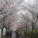 화랑유원지 이미지