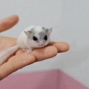 미니펫스쿨(Minipet School) 네이버블로그