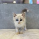 도그마루 강아지고양이 일산점 이미지