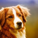 이루다 동물병원 이미지