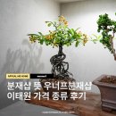 작은나무예술가(소품분재) | 분재 뜻 분재화분 핫한 이태원 우너프분재샵 가격대 종류 후기