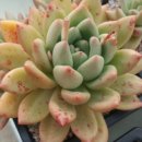 대련농장 이미지