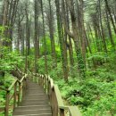 돌보다: 색채 미술과 함께하는 건강한 힐링 | 🌲✨ 가평 잣향기푸른숲: 자연이 선물한 힐링 파라다이스에서의 마법 같은 하루!