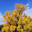 단풍이 절정인 함안 노거수 은행나무 이미지