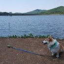 도도애견샵 이미지