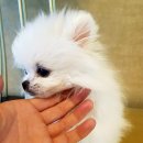 티제이 펫 이미지