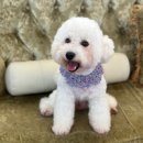 도그마루 강아지고양이 의정부노원점 이미지