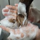 금은화헤어 | [박보검] 닥터 포 헤어 탈모샴푸/볼륨 빵빵