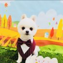 구미산동 애견미용 눈부시개 이미지