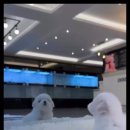 아이러브 독 이미지