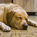 모든 애완동물에게 공평하게 대하자는 의미에서.. 이미지