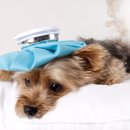 멍이하루 이미지