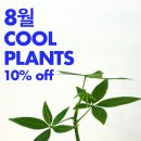 초르시