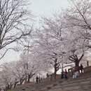 평거강변3 | 진주 평거동 벚꽃명소 신안평거 강변 이번 주말 벚꽃 개화 현황 아이랑 벚꽃 나들이