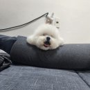 유니독 이미지