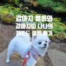츄츄 펫하우스 이미지