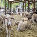 갈산목장 이미지