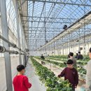 혁신농장 | 진천딸기체험 충북혁신도시딸기따기체험 봄을 담은 딸기 체험농장