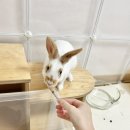 수완종합동물병원 네이버블로그