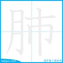 허파/폐 이미지