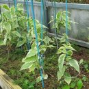 뽑기좋은날 이미지