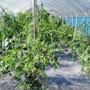 미림농장영농조합법인 이미지